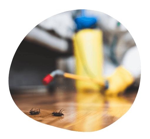 Removing insects through pest control services